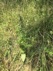 Epipactis helleborine helleborine