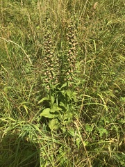 Epipactis helleborine helleborine