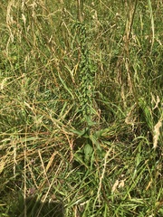 Epipactis helleborine helleborine