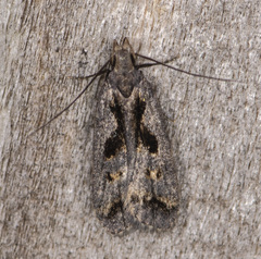 Dichomeris setosella