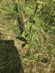 Epipactis helleborine helleborine