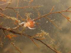 Cratena pawarshindeorum