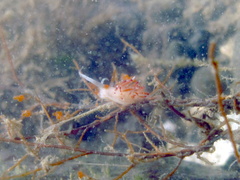 Cratena pawarshindeorum