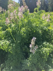 Corydalis caseana brandegeei