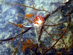 Cratena pawarshindeorum