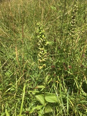 Epipactis helleborine helleborine