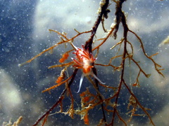 Cratena pawarshindeorum