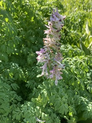 Corydalis caseana brandegeei