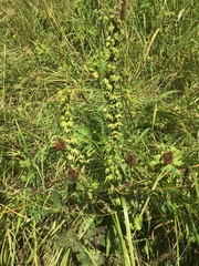 Epipactis helleborine helleborine