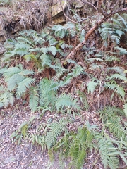 Polystichum montevidense