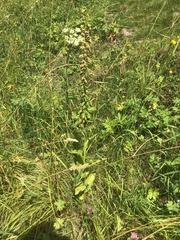 Epipactis helleborine helleborine