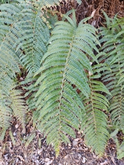 Polystichum montevidense