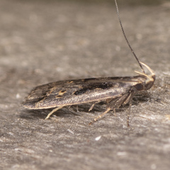 Dichomeris setosella