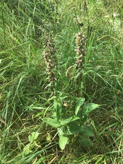 Epipactis helleborine helleborine