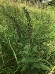Epipactis helleborine helleborine