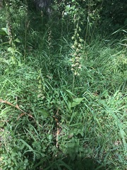 Epipactis helleborine helleborine