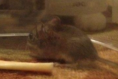 Peromyscus