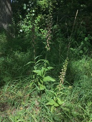 Epipactis helleborine helleborine