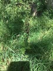 Epipactis helleborine helleborine