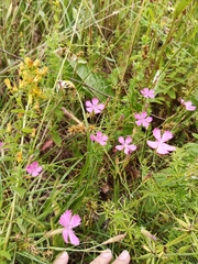 Dianthus campestris