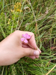Dianthus campestris