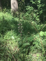 Epipactis helleborine helleborine