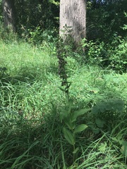 Epipactis helleborine helleborine