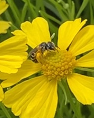 Halictus