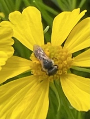 Halictus
