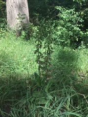 Epipactis helleborine helleborine
