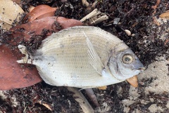 Diplodus holbrookii