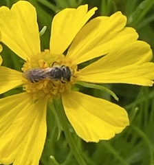 Halictus