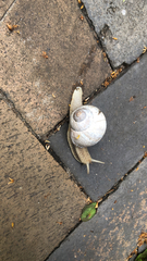Helix pomatia