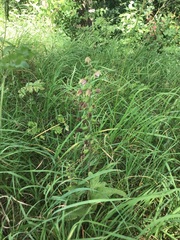 Epipactis helleborine helleborine