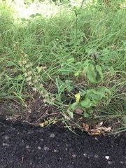 Epipactis helleborine helleborine