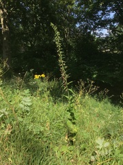 Epipactis helleborine helleborine
