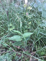 Epipactis helleborine helleborine