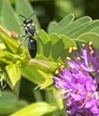 Hylaeus