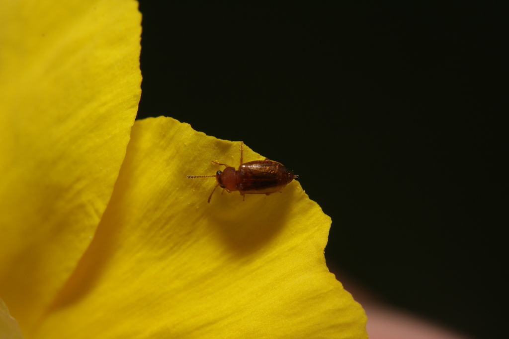 Eusphalerum pallens
