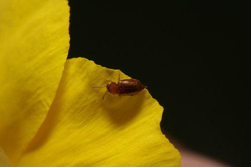 Eusphalerum pallens