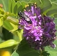 Hylaeus
