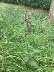 Epipactis helleborine helleborine