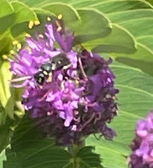 Hylaeus