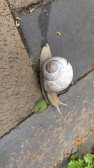 Helix pomatia