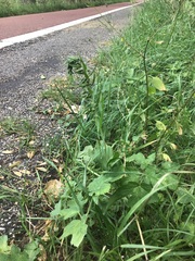Epipactis helleborine helleborine