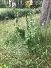 Epipactis helleborine helleborine