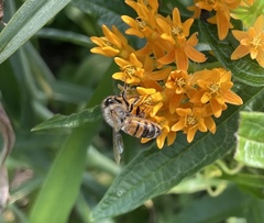 Apis mellifera