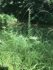 Epipactis helleborine helleborine