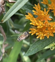 Apis mellifera