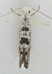 Argyresthia thuiella